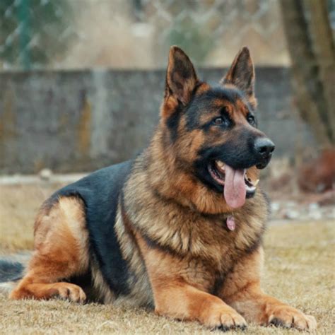 Your 10 Most Popular Questions About German Shepherd Dogs