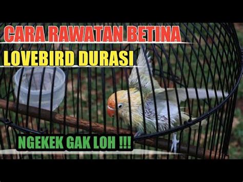 Cara Merawat Burung Lovebird Betina Durasi Singel Figther