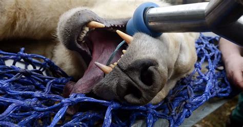 Molar Bear Walker The Polar Bear Gets Dental Treatment At Highland