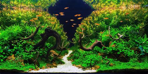 Aquascaping The Art And Science Of Aquariums