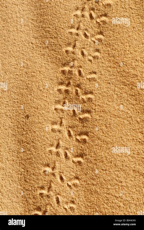 Sand Dune Insect Track Hi Res Stock Photography And Images Alamy