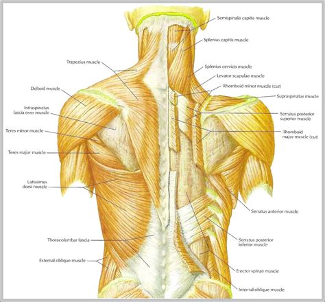 The following diagram shows all the major back muscles. human muscles anatomy | Anatomy System - Human Body ...