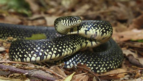 Black Snakes With Yellow Rings In Georgia Sciencing