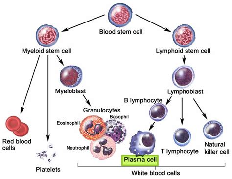 Plasmacytoma Causes Symptoms Diagnosis Treatment And Life Expectancy