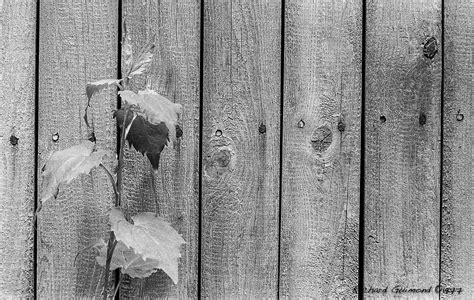 clôture chambly québec photo by richard guimond ©1977 19770605 005 3 f nikon f2a 105mm f2 5 tri