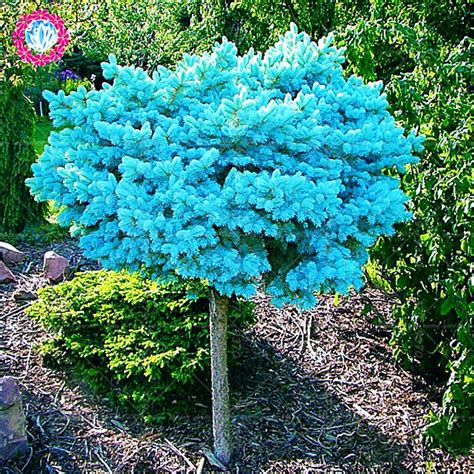 50pcsbag Blue Spruce Trees Bonsai Blue Spruce Picea Pungens