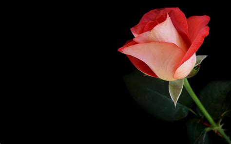 83 Red Rose Black Background