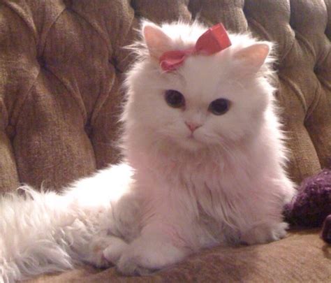 Little Pink Kitty With A Pink Bow Adorbs Pretty Cats Cute Cats