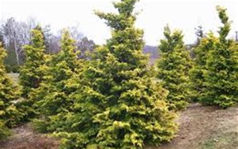Crippsii Golden Hinoki Cypress 1 Gallon Tree Coniferous Deer