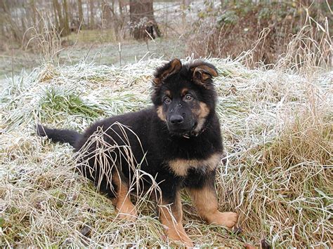 Wir streben für unsere kleinen weißen schäferhund welpen eine lebenslange partnerschaft mit ihren menschen an, deshalb möchten wir. Datei:Altdeutscher schaeferhund welpe 01.jpg - Wikipedia