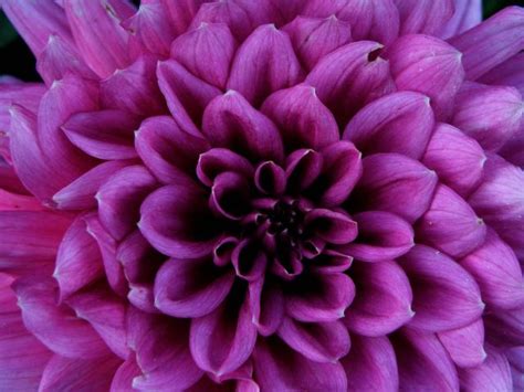 Purple Dahlia Flowers Picture 2 Comments Hi Res 720p Hd