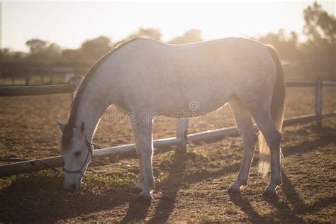 Horse Grazing On Field At Barn Stock Image Image Of Grazing Rural