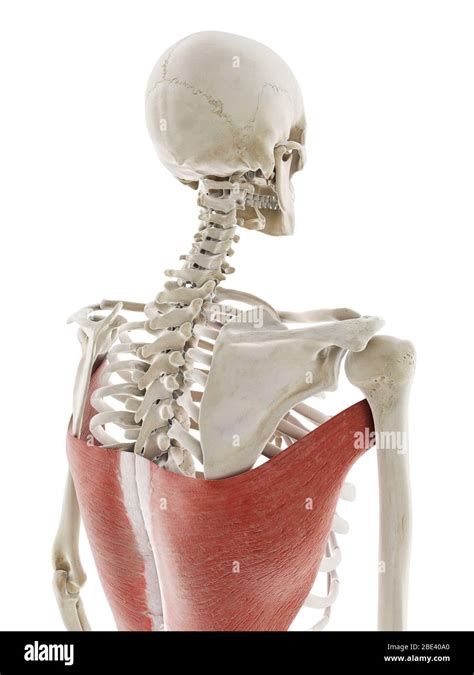 Músculo Dorsal Ancho Ilustración Fotografía De Stock Alamy