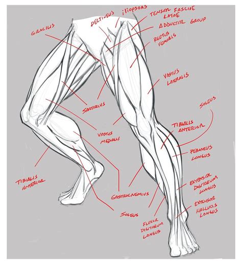 Drawing Legs Human Body Drawing Human Anatomy Drawing Figure Drawing Reference Anatomy
