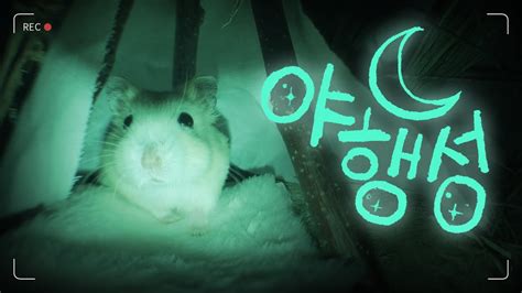 햄스터의 야행성 ⎪🌙🐹🌌⎪ A Nocturnal Hamster Youtube