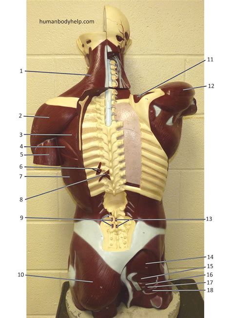 The human skeletal muscles are attached to human bones via tendons. Torso (posterior) - Human Body Help