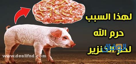 لماذا لحم الخنزير حرام ؟؟ حكم أكل الخنزير الوفاق