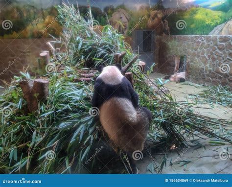 Pandas In Giant Panda Breeding Research Base Xiongmao Jidi Chengdu