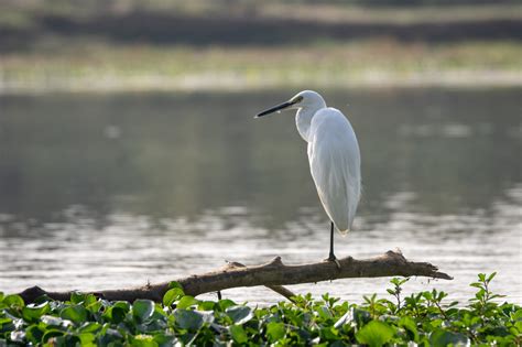 All Herons In Vermont Id Photos Calls