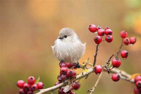 Branch Lovely Pretty Bird Berries Beautiful 1080p Adorable