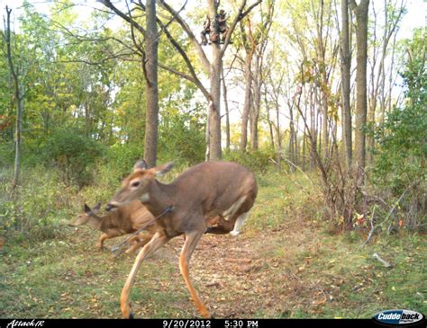 Marians Hunting Stories Etc Etc Etc Great Deer Cam Shot