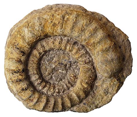 fossil png 10 free Cliparts | Download images on Clipground 2023 gambar png