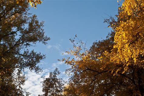 Autumn Sky Stock Image Image Of Leaf White Cloud 102332677