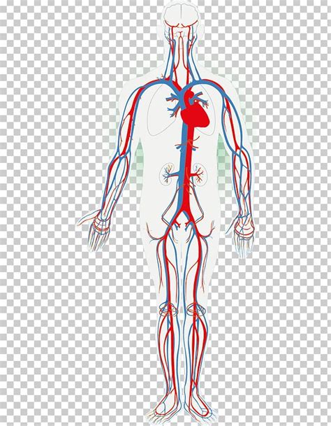 Circulatory System Human Body Organ System Anatomy The Cardiovascular