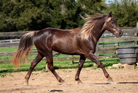 20 Of The Rarest And Most Beautiful Horse Breeds In The World Aria Art
