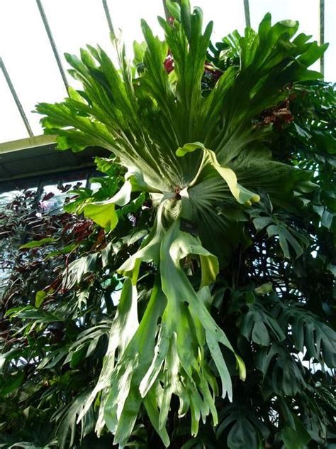 These ancient rainforest dwellers can be grown at home with our helpful hints. Account Suspended | Plants, Platycerium, Staghorn fern