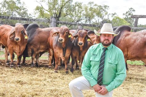 Nebos Riverside Pastoral Co Secures Close To 1m Worth Of Bulls At