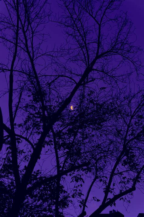 3840x2160px 4k Free Download Trees The Moon Night Sky Purple Hd