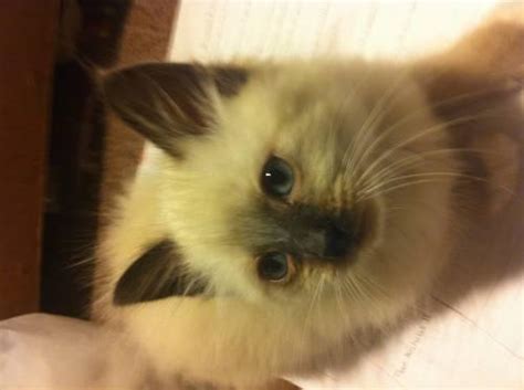 This ragdoll cat breeder list features breeders from around the world so you're guaranteed to find your our ragdoll cats profile includes valuable info regarding their temperament, characteristics, health and nutrition. Free Ragdoll mix kitten for Sale in Cleveland, Georgia ...