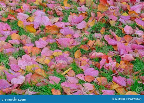 Purple And Yellow Autumn Leaves Stock Photo Image Of Bright