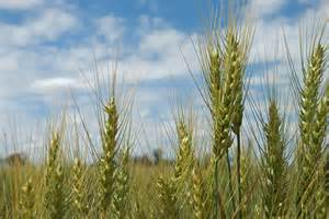 Grain Crops Establishing In Parts Of South Australia