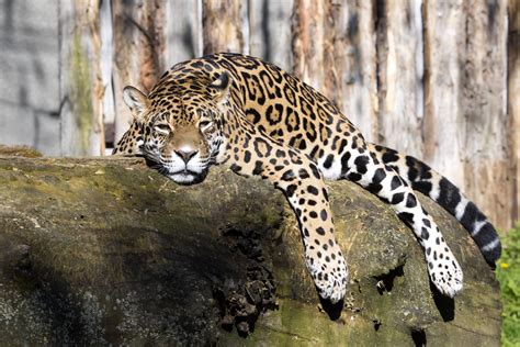 Big Cats Jaguars Sleep Trunk Tree Animals Wallpapers Wallpapers