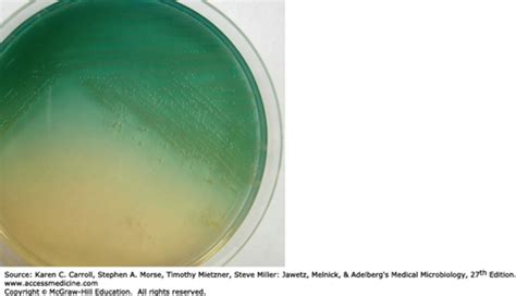 Pseudomonads And Acinetobacter Basicmedical Key