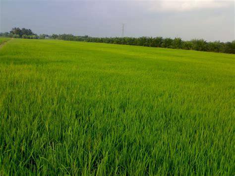 Penanaman padi secara tabur terus merupakan kaedah pertapakan tanaman yang penting di malaysia. Cuaca Dan Iklim Serta Pengaruhnya
