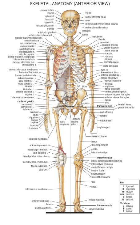 Skeletal System Anterior View