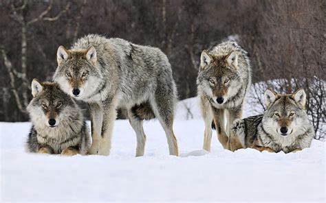 Hd Wallpaper Four Brown And Gray Wolves Beside Brown Tree Wolf Pack
