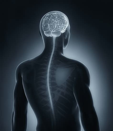 Unlocking the Brain’s Role in Pain - News Center