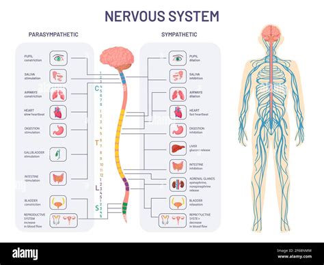 Human Nervous System Sympathetic And Parasympathetic Nerves Anatomy