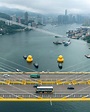 巨型黃鴨攜伴6·10維港暢泳 現身中環海濱長廊Say Hi - 新浪香港