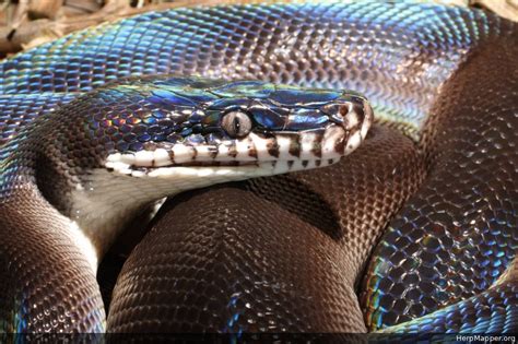 Karimui Basin Whitelip Python Leiopython Fredparkeri Hm 52995
