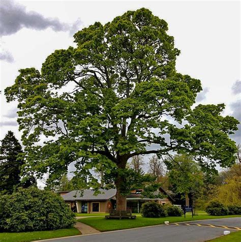 American Sycamore Tree Facts Plantingtree