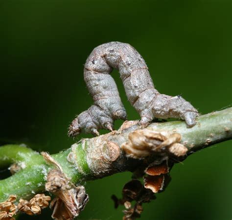 Cankerworm Caterpillars Hit Texas Trees Insects In The City