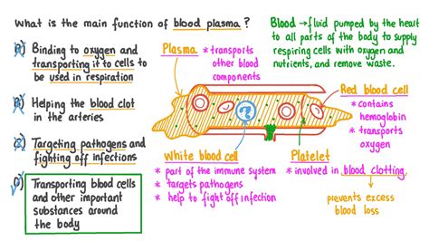Question Video Stating The Primary Function Of Blood Plasma In The