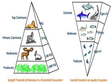 Food chain,food web and ecological pyramids