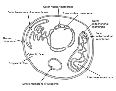 Feb 15, 2020 · the animal cell is made up of several structural organelles enclosed in the plasma membrane, that enable it to function properly, eliciting mechanisms that benefit the host (animal). 1. Schematic picture of animal cell membranes. The plasma ...