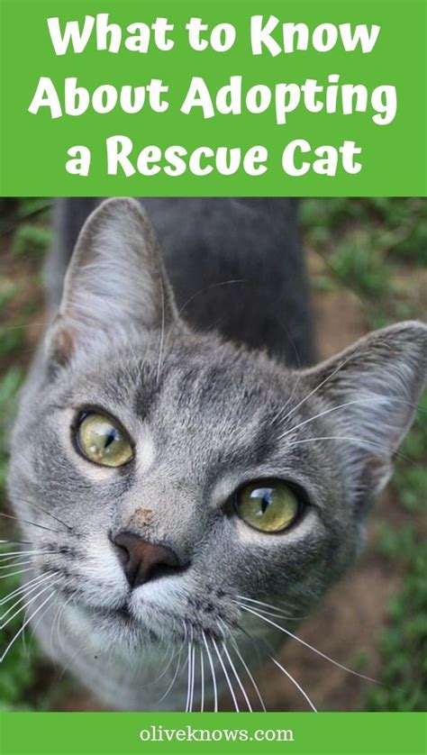 What To Know About Adopting A Rescue Cat Oliveknows Cat Adoption